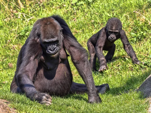 Western Lowland Gorilla Gorilla Gorila Insegna Giovani Raccogliere Cibo — Foto Stock