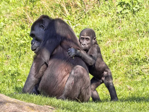 The Western Lowland Gorilla, Gorilla g. gorila, wears a cub on her back
