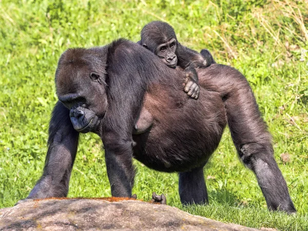 Der Westliche Flachlandgorilla Gorilla Gorila Trägt Ein Junges Auf Dem — Stockfoto