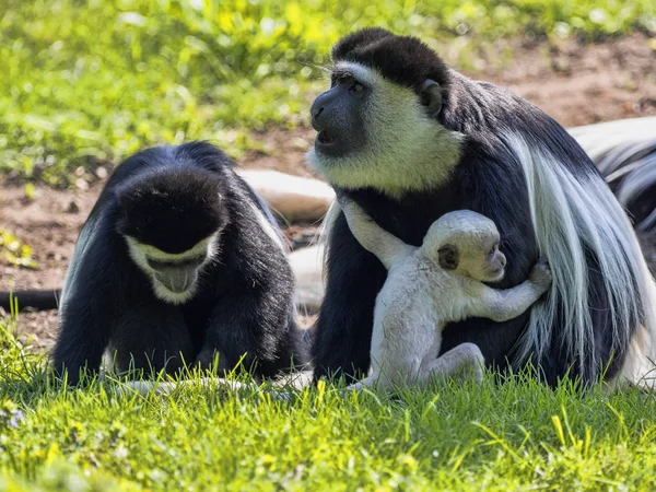 Familia Mantled Guereza Colobus Guereza Con Bebé Color Blanco — Foto de Stock