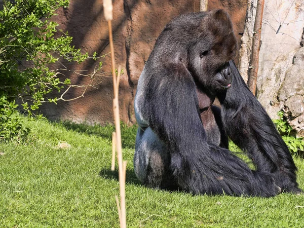 Δυτική Πεδινή Γορίλλας Gorila Γορίλα Ενήλικα Αρσενικά Πίσω Ασήμι — Φωτογραφία Αρχείου