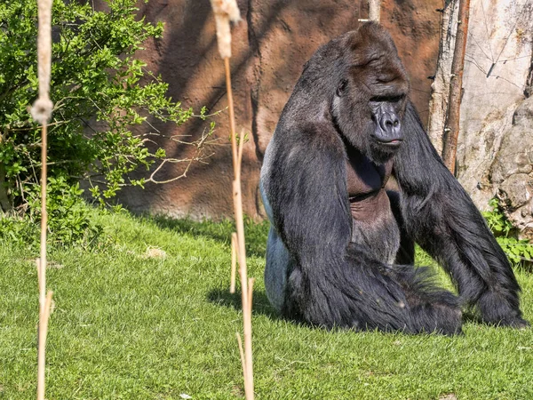 Western Lowland Gorilla Gorilla Gorila Adulto Masculino Prata Volta — Fotografia de Stock