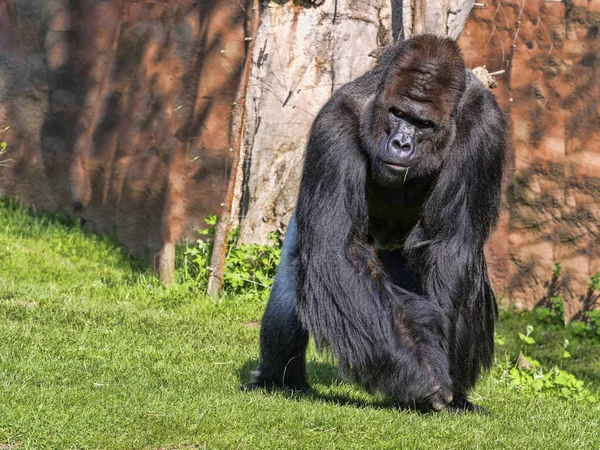 Western Lowland Gorilla Gorilla Gorila Adulto Masculino Prata Volta — Fotografia de Stock