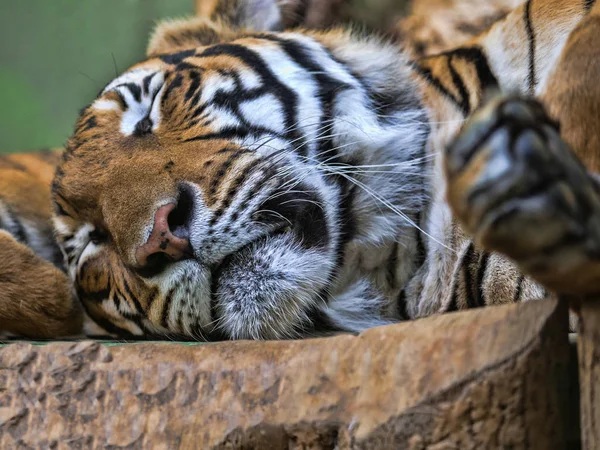 Portrait Indochinese Tiger Panthera Tigris Corbetti Sleeping Animal — Stock Photo, Image