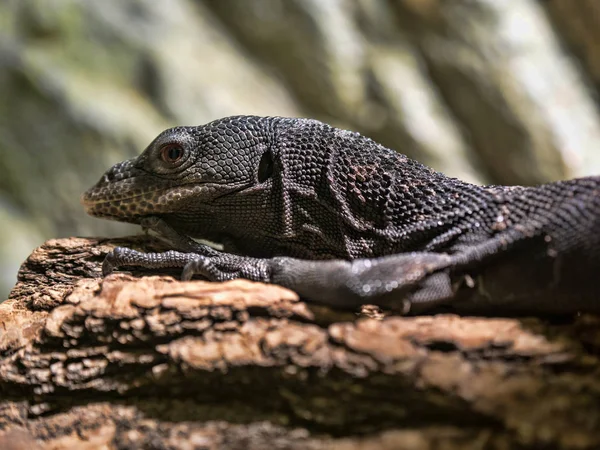 Monitor Árbol Negro Varanus Beccarii Lagarto Esbelto — Foto de Stock