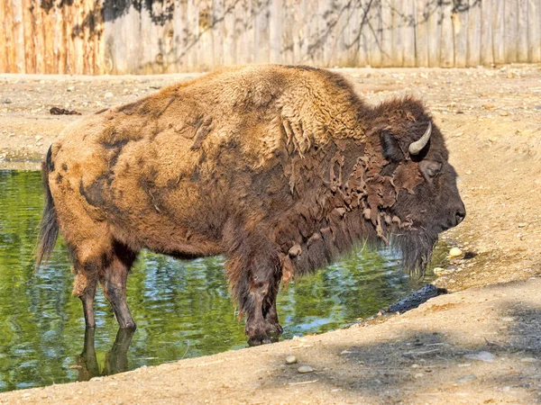 Bison Bison Bison Grand Ongulé Américain — Photo