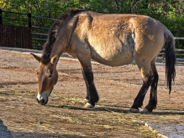 jirousek.zoo-foto.cz