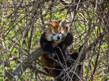 Red panda, bir ağaçta gizli Ailurus fulgens,