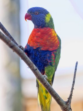 Gökkuşağı lori, Trichoglossus haematodus moluscanus, güzel renkli
