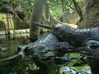 Gharial, Gavialis gangeticus, çok uzun bir çene ile öne çıkıyor