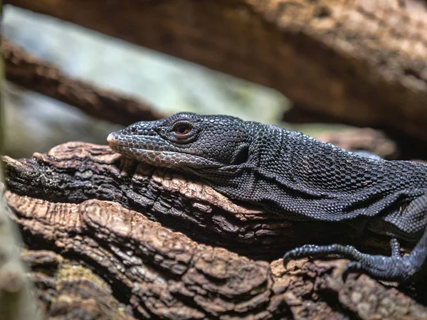 Black Tree Monitor Varanus Beccarii Slender Tree Lizard — Stock Photo, Image