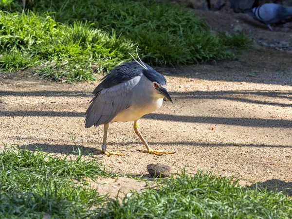 Gece balıkçılı, Nycticorax nycticorax, balık çoğunlukla geceleri Kara tepeli