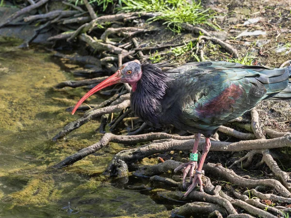 Ibis Luisant Plegadis Falcinellus Menacé Extinction — Photo