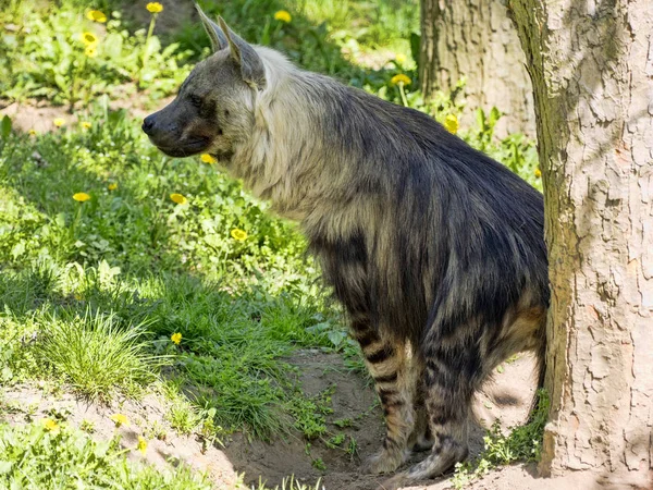 Lying Brown Hyaena Parahyaena Brunnea Looks — Stock Photo, Image