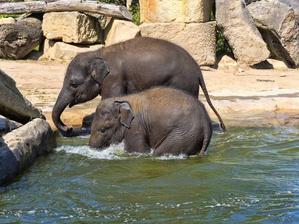 Baby games in the water,  Asian Elephant, Elephas maximus