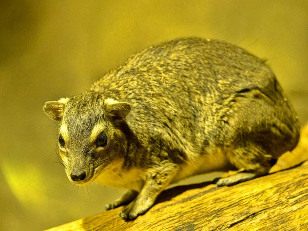 Hyrax Rocha Mancha Amarela Heterohyrax Brucei Sentado Sobre Uma Rocha — Fotografia de Stock