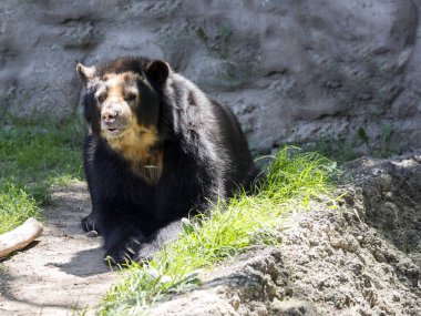 Gözlüklü ayı, korumalı alan, Ekvator Tremarctos ornatus