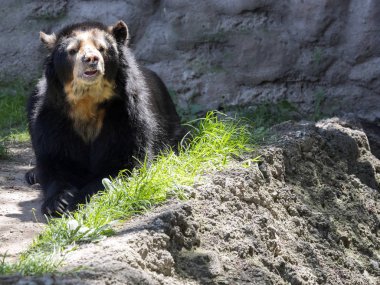Gözlüklü ayı, korumalı alan, Ekvator Tremarctos ornatus