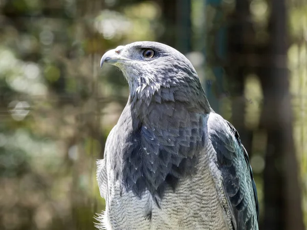 Ritratto Poiana Dal Petto Nero Geranoaetus Melanoleucus Ecuador — Foto Stock