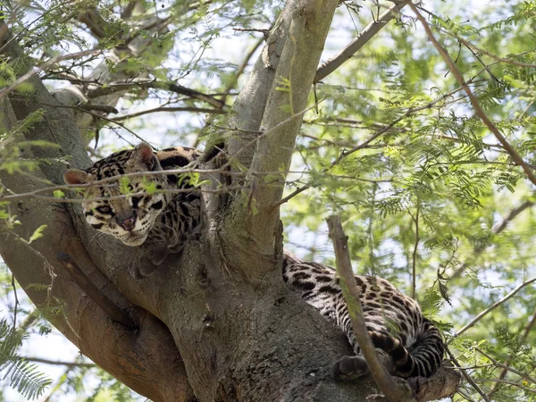 Ocelot, Leopardus pardalis, resting on a tree, Ecuador