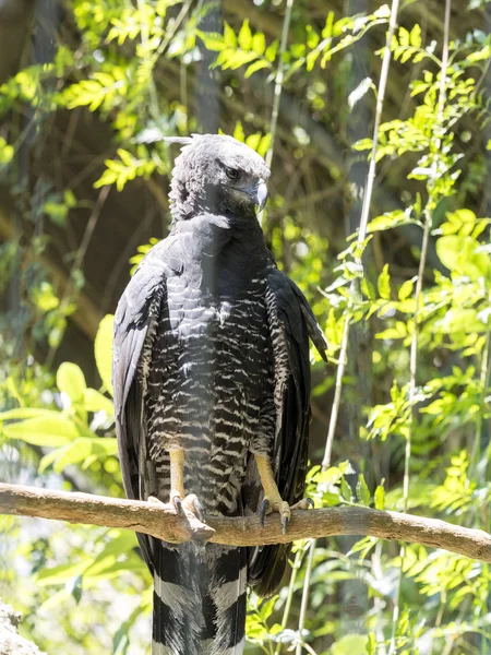 Seltener Räuberischer Haubenadler Morphnus Guianensis Ecuador — Stockfoto