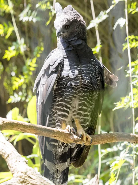 Sällsynt Underprissättning Fågel Crested Eagle Morphnus Guianensis Ecuador — Stockfoto