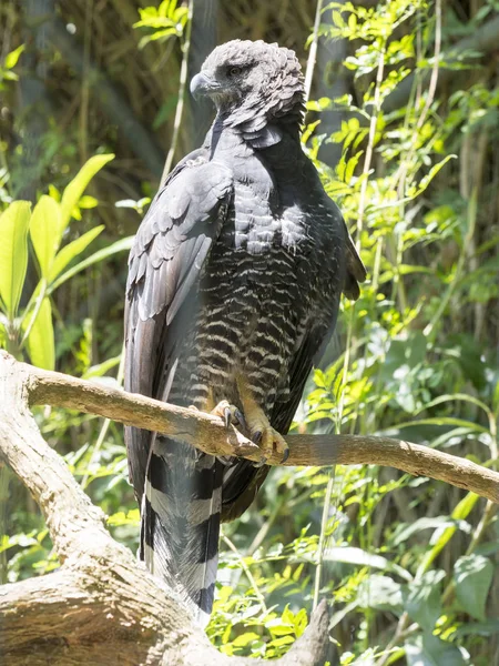 Raro Uccello Predatore Aquila Crestata Morphnus Guianensis Ecuador — Foto Stock