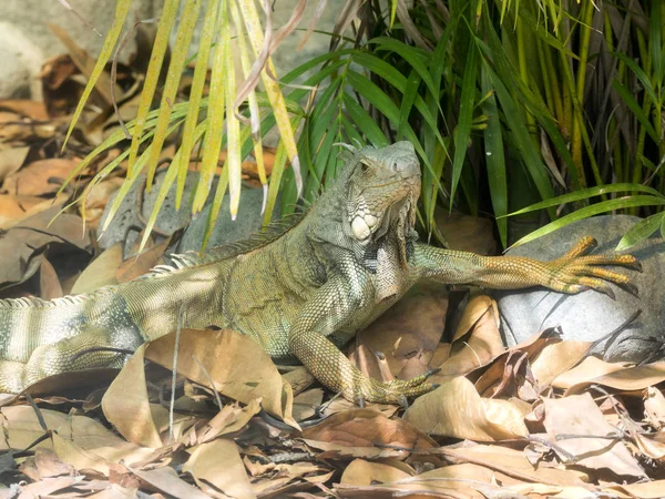 Legwan Zielony Iguana Iguana Siedzący Ziemi Ekwadoru — Zdjęcie stockowe
