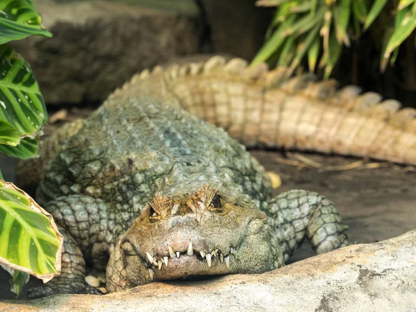 Caiman Espetacular Crocodilo Caiman Abundante Natureza Equador — Fotografia de Stock