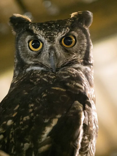 Portrait of a Great Horned Owl, Bubo virginianus, Ecuador