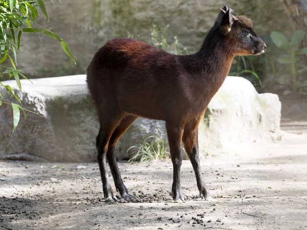 Shy Little Red Brocket Mazama Rufina Ecuador — Stock Photo, Image