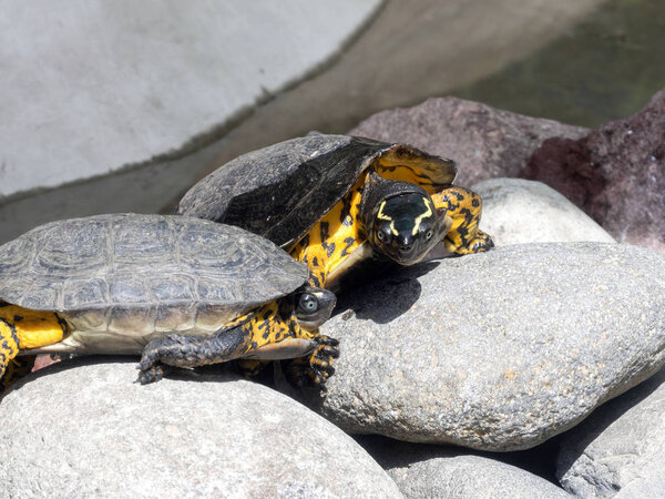 Арауская черепаха, Podocnemis expectación, самец с завоеванной самкой, эквадор

