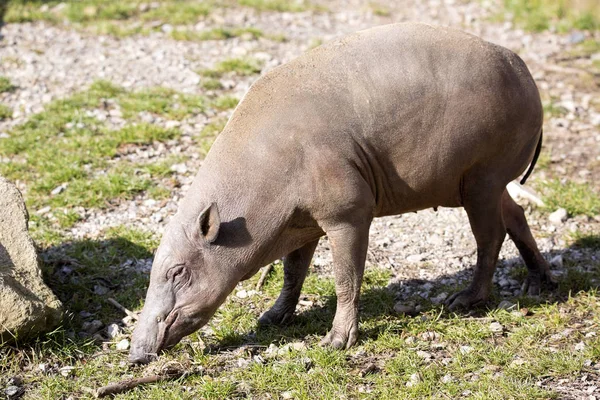 Жіночий Buru Babirusa Babyrousa Babyrussa — стокове фото