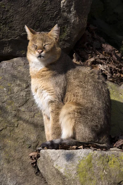 Jungle cat, Felis chaus, watching nearby