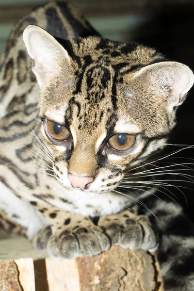 Hermosa Rara Margay Leopardus Wiedii — Foto de Stock