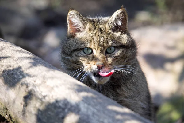 Portrait European Wildcat Felis Silvestris Tongue — Stock Photo, Image