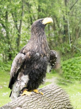 Ak kuyruklu kartal, Hayvanat Bahçesi Jihlava içinde Haliaeetus albicilla