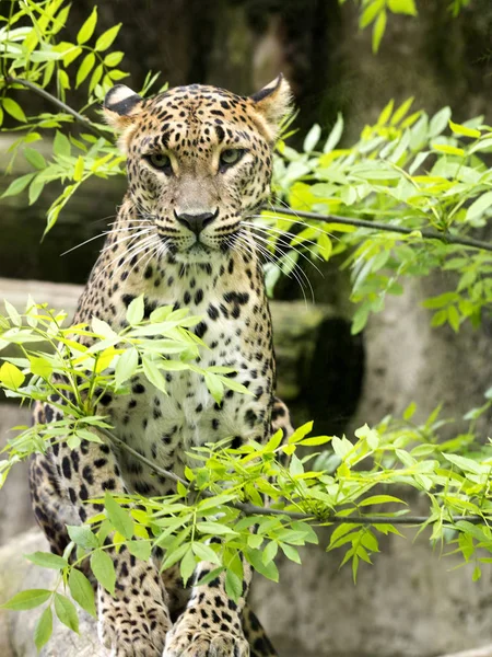 Rare Sri Lanka Leopard Panthera Pardus Kotiya — Stock Photo, Image