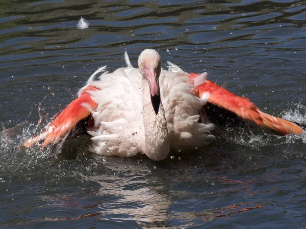 Chileense Flamingo Phoenicopterus Chilensis Zwemmen — Stockfoto