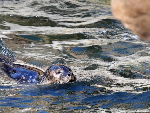 Common Seal Phoca Vitulina Зоопарк Йиглава Чехия — стоковое фото