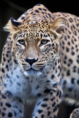 portre Farsça leopar, Panthera pardus saxicolor bir dal üzerinde oturan