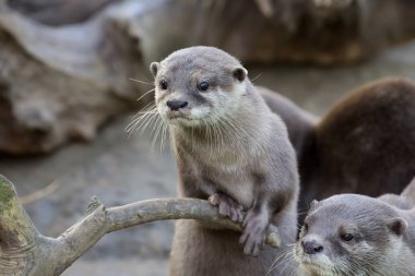 Aile oryantal küçük pençe otter, Oyunlar sırasında Amblonyx cinerea