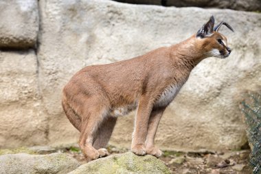 bozkır vaşak, karakulak, Caracal caracal, yakın izlerken