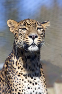 bir erkek Sri Lanka parsı, Panthera pardus kotiya portresi