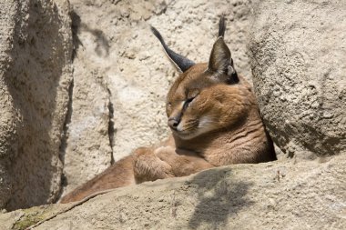Portre çöl kedileri Caracal, Caracal Caracal