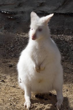 Albino, Bennett'ın kanguru, Macropus rufogriseus