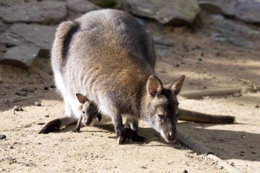 bir taşıma kılıfı, Bennett'ın kanguru, Macropus rufogriseus genç kadınla