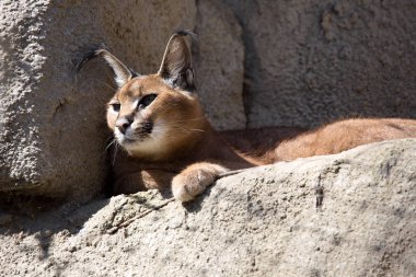 Portre çöl kedileri Caracal, Caracal Caracal