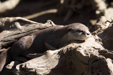 dinlenme oryantal küçük pençe otter, Amblonyx cinerea