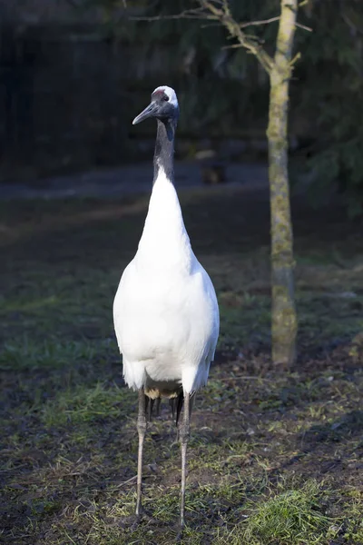 Seltener Rotkronenkranich Grus Japonensis — Stockfoto